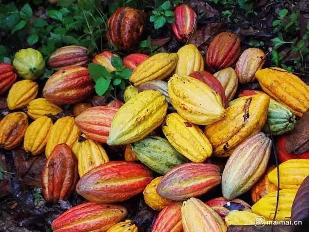 世界三大无酒精饮料 茶、咖啡与可可的即饮魅力